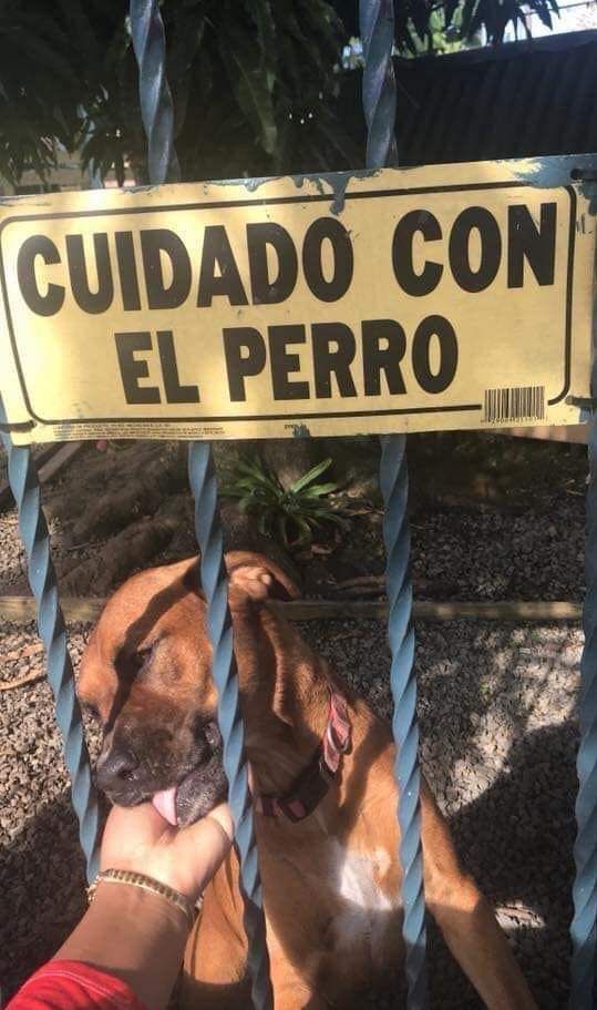 NewsDigitalesAr's tweet photo. "Cuidado con el perro" 

El perro: https://t.co/Fmy41MvxwI