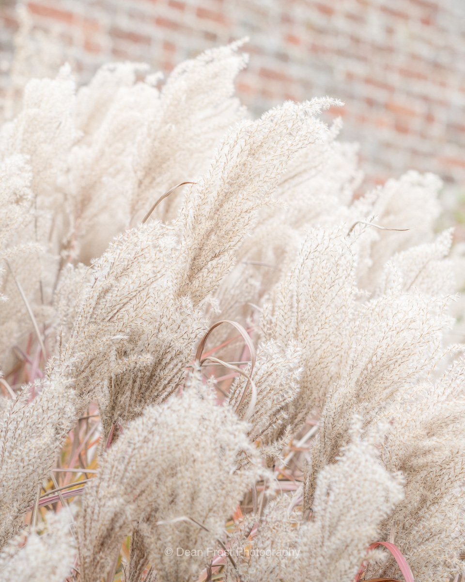 DeanFrostUK's tweet photo. Autumn softness. https://t.co/9I6cCCFBwR