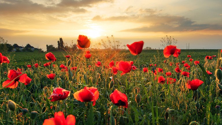 BMAHistory's tweet photo. #WeWillRememberThem ......
Remembrance assembly @BristolMet on Thursday during LF time will be followed by a 2 minute silence at 11.11am 
#RemembranceDay 
They gave their tomorrow for our today ...... never forget the sacrifice of so many
@Cabotfederation https://t.co/SiMC4MLYIS