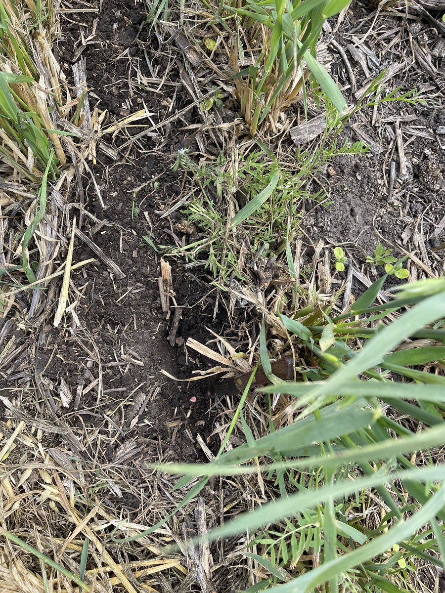 PecoAz's tweet photo. Siembra de maíz 🌽 en verde, sobre avena + vicia luego de hacer rollos. Bajamos volumen de rastrojo manteniendo las raíces vivas. @CS_Divulgacion @TandiliaReg #CoverCrops #ServiceCrops #SimpreVivoSiempreVerde #Highlands de #Chillar https://t.co/QiPTXxTeXO