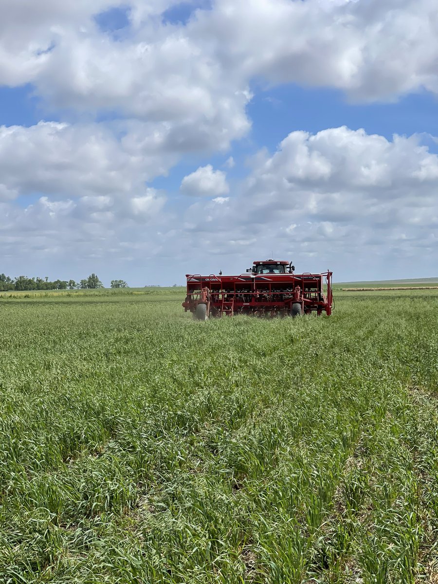 PecoAz's tweet photo. Siembra de maíz 🌽 en verde, sobre avena + vicia luego de hacer rollos. Bajamos volumen de rastrojo manteniendo las raíces vivas. @CS_Divulgacion @TandiliaReg #CoverCrops #ServiceCrops #SimpreVivoSiempreVerde #Highlands de #Chillar https://t.co/QiPTXxTeXO