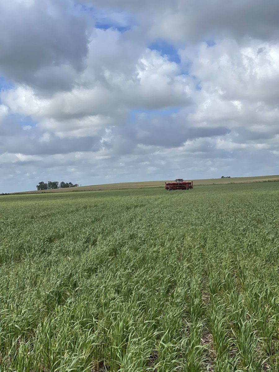 PecoAz's tweet photo. Siembra de maíz 🌽 en verde, sobre avena + vicia luego de hacer rollos. Bajamos volumen de rastrojo manteniendo las raíces vivas. @CS_Divulgacion @TandiliaReg #CoverCrops #ServiceCrops #SimpreVivoSiempreVerde #Highlands de #Chillar https://t.co/QiPTXxTeXO