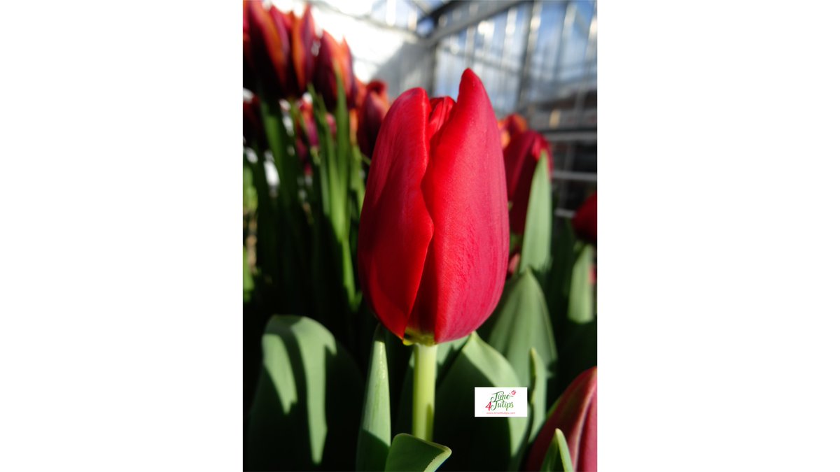 This impressive bright red tulip is Renegade. A classic tulip whose petals have an elegant shape and open wide when flowering.

#time4tulips #redtulips #top_favourite_flowers #flowerportrait #flowersmakepeoplehappy #gardening #gardendesign #flower