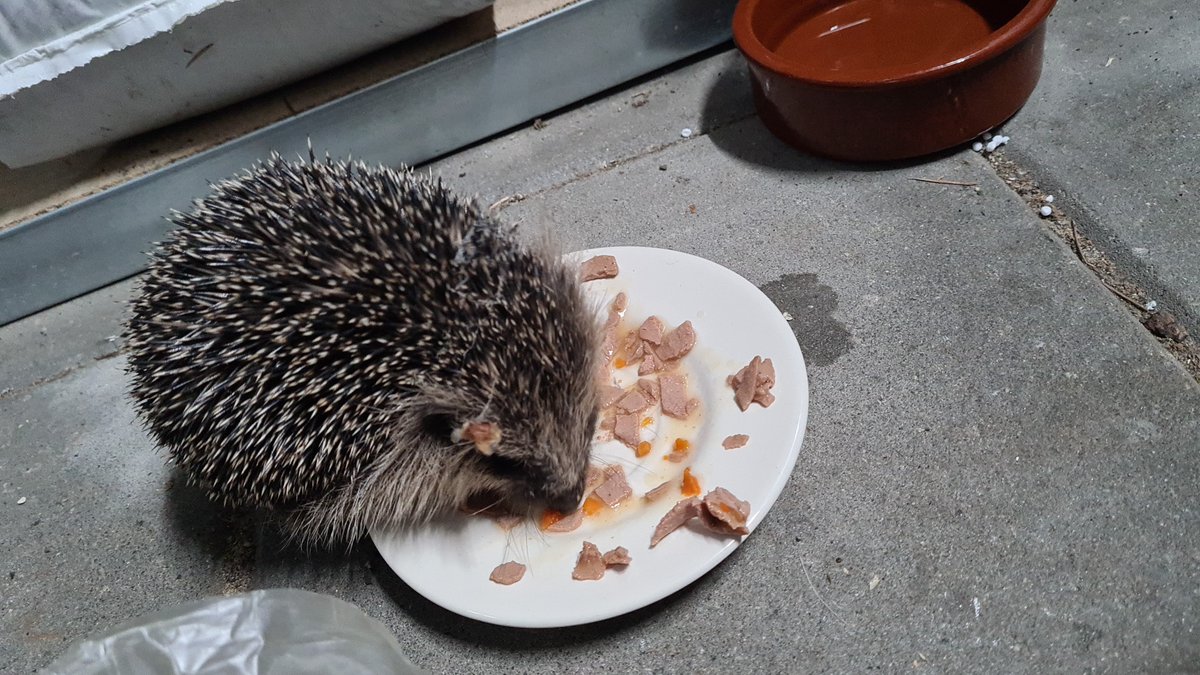 Xarnelo's tweet photo. @DouwPien #Frummel https://t.co/DAIdt0w0SJ
