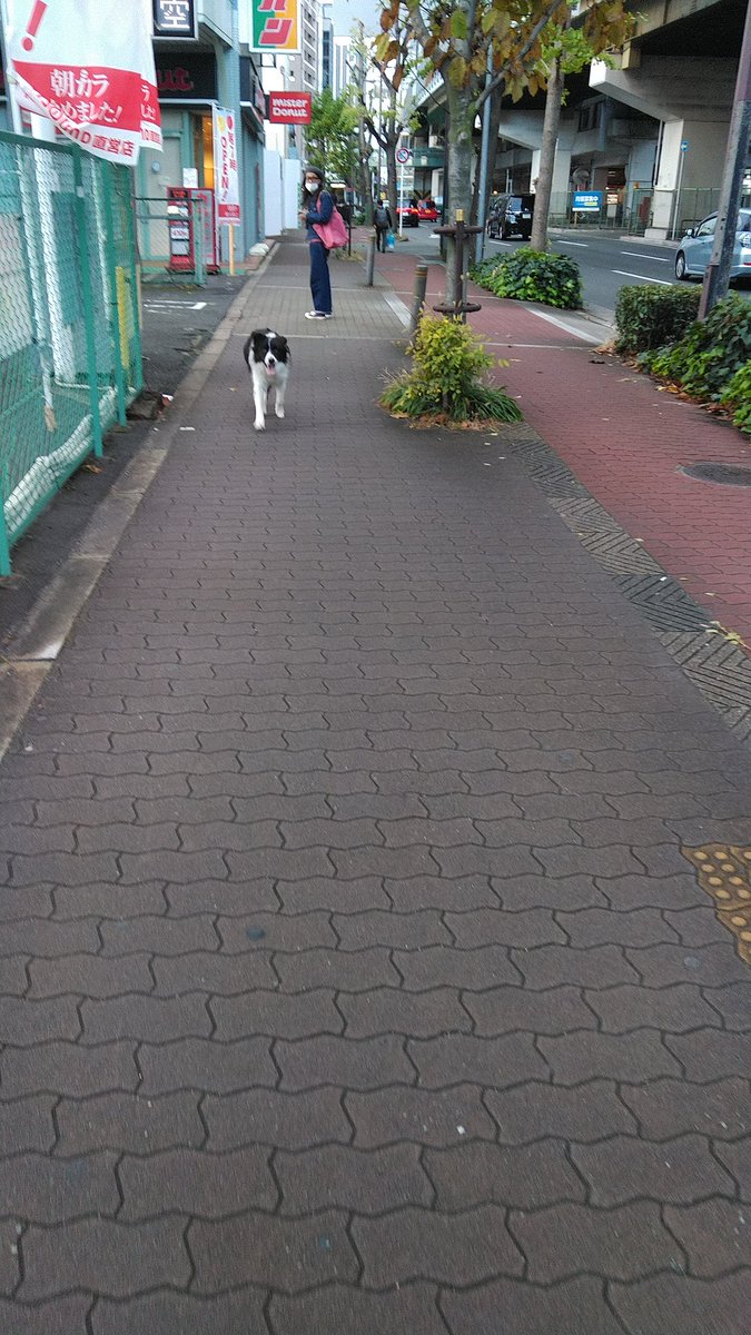 morio00915440's tweet photo. 大阪市東三国二丁目のジャパン付近に、迷子犬居てます。どなたかこのワンちゃんの飼い主知りませんか？若しくは、探してる飼い主さん居ませんか？ https://t.co/5R3UX84m3o