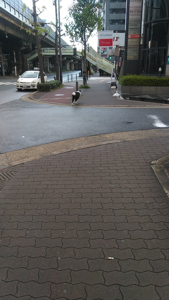 morio00915440's tweet photo. 大阪市東三国二丁目のジャパン付近に、迷子犬居てます。どなたかこのワンちゃんの飼い主知りませんか？若しくは、探してる飼い主さん居ませんか？ https://t.co/5R3UX84m3o