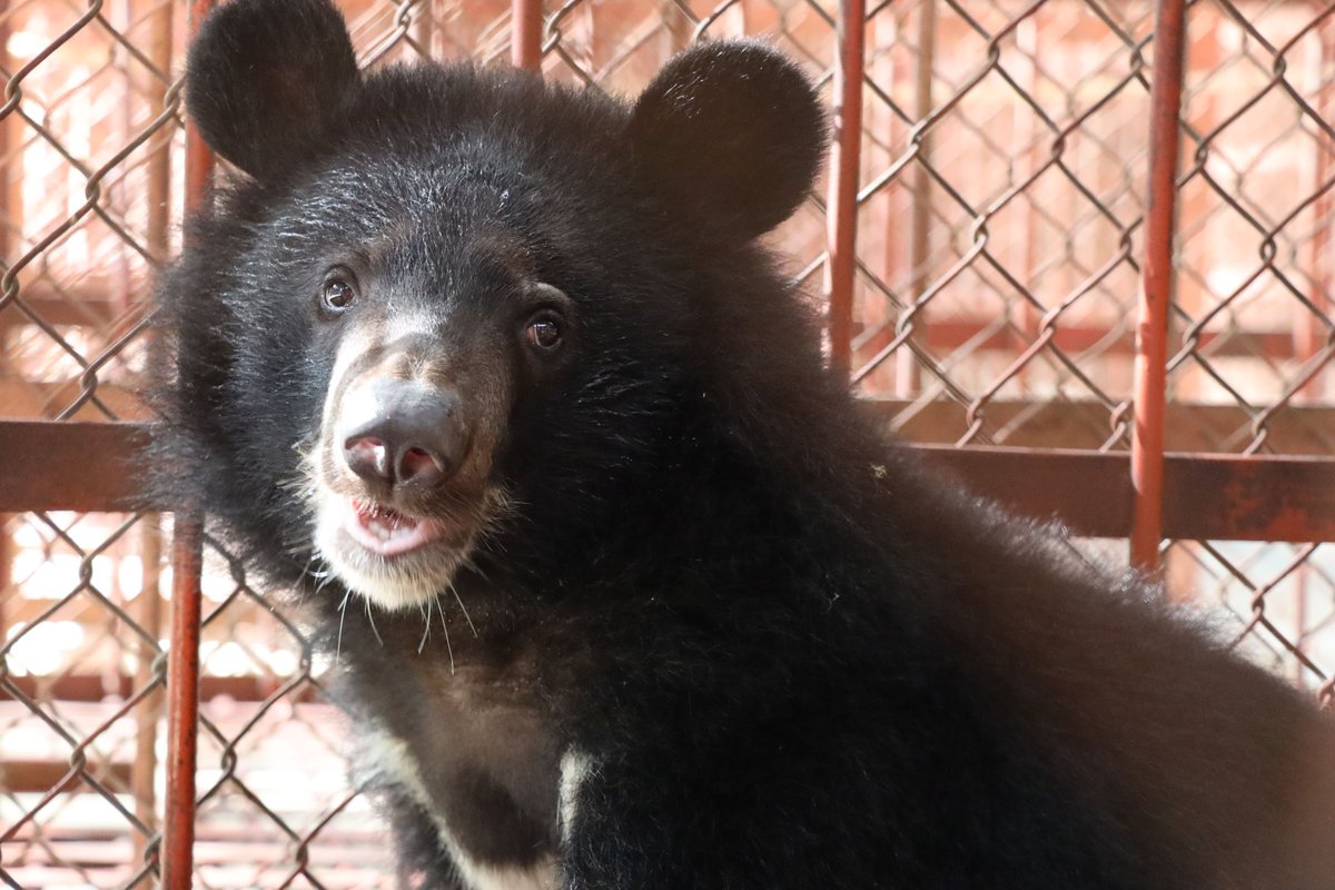 JonIronmonger's tweet photo. Fantastic work by @AnimalsAsia who rescued Yen today from illegal wildlife traffickers in Vietnam. Unfortunately endangered moon bears are still being trapped and sold to awful bear bile farms https://t.co/pM4fnJZvQL