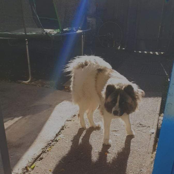 Bear #Missing #Chipped young adult female white #Akita cross. #Lost from the #HysonGreen area #Nottingham #NG7 area on 10/11/21.
doglost.co.uk/dog-blog.php?d…
