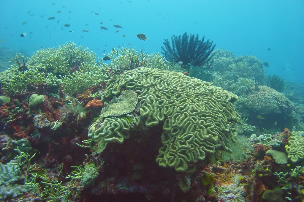 TechnoFromHypxl's tweet photo. Did you know there are 4 different types of coral reefs? 

fringing reefs, barrier reefs, atolls, and patch reefs. Look how pretty they are!! #coraltwt https://t.co/AcJKULSl4s