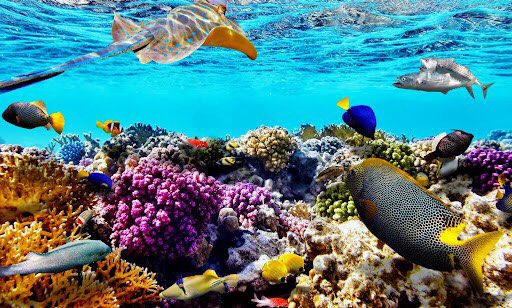 TechnoFromHypxl's tweet photo. Did you know there are 4 different types of coral reefs? 

fringing reefs, barrier reefs, atolls, and patch reefs. Look how pretty they are!! #coraltwt https://t.co/AcJKULSl4s