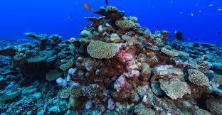 TechnoFromHypxl's tweet photo. Did you know there are 4 different types of coral reefs? 

fringing reefs, barrier reefs, atolls, and patch reefs. Look how pretty they are!! #coraltwt https://t.co/AcJKULSl4s
