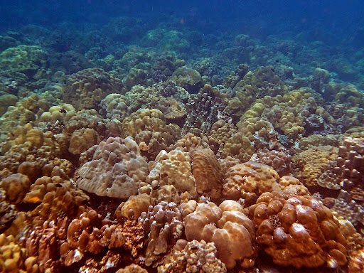 TechnoFromHypxl's tweet photo. Did you know there are 4 different types of coral reefs? 

fringing reefs, barrier reefs, atolls, and patch reefs. Look how pretty they are!! #coraltwt https://t.co/AcJKULSl4s