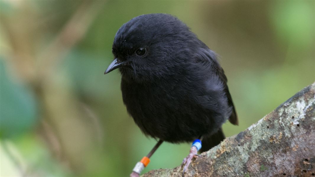 docgovtnz's tweet photo. Conservationists will spend their summer on a remote predator free island to try and find out why a population of critically endangered kākāruia/kārure/black robin is declining.

https://t.co/iyJdskeffr https://t.co/1urArkDNAY