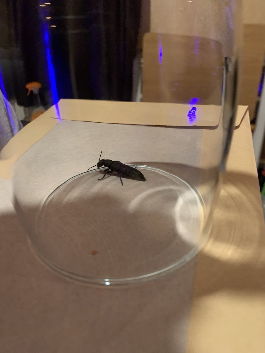 Shadow20TDR's tweet photo. Just found this mutant in my living room! It’s a devils couch horse beetle and it’s a big boi! https://t.co/aUt86OWqCq