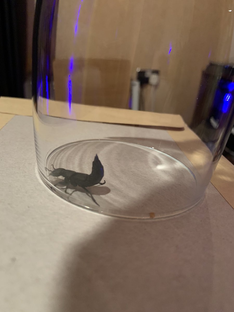 Shadow20TDR's tweet photo. Just found this mutant in my living room! It’s a devils couch horse beetle and it’s a big boi! https://t.co/aUt86OWqCq