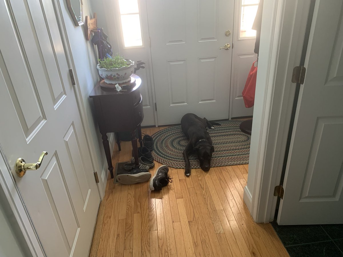 My loyal pup . Waiting for me to return home. He has been with since he was 10 weeks old.