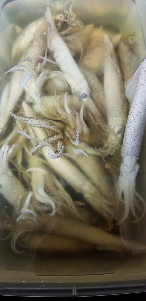 gm8585's tweet photo. #CountUp Day 58!
Baby bones got his dying balloon stolen. Also, I gave @paige_desimone an #HHSAnatomy cup holder. Prepped my lunch over some Zoology class squids.
#ThanksJacobs https://t.co/dts8etee7Q