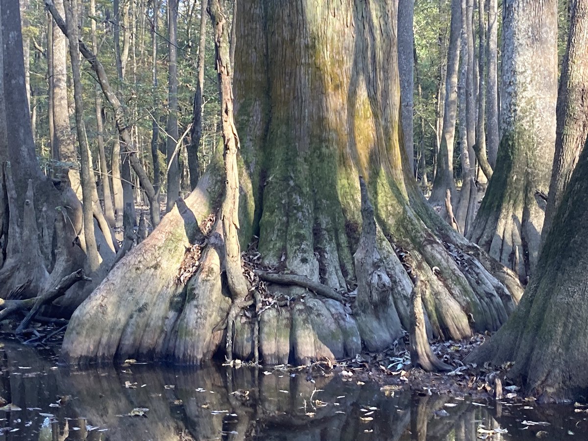 SCoutdoors's tweet photo. The base of one of the largest and most interesting bald cypress trees in ⁦@CongareeNPS⁩. Off trail, was able to find and get close to it today thanks to very low water levels. https://t.co/cJh4W8DAZx