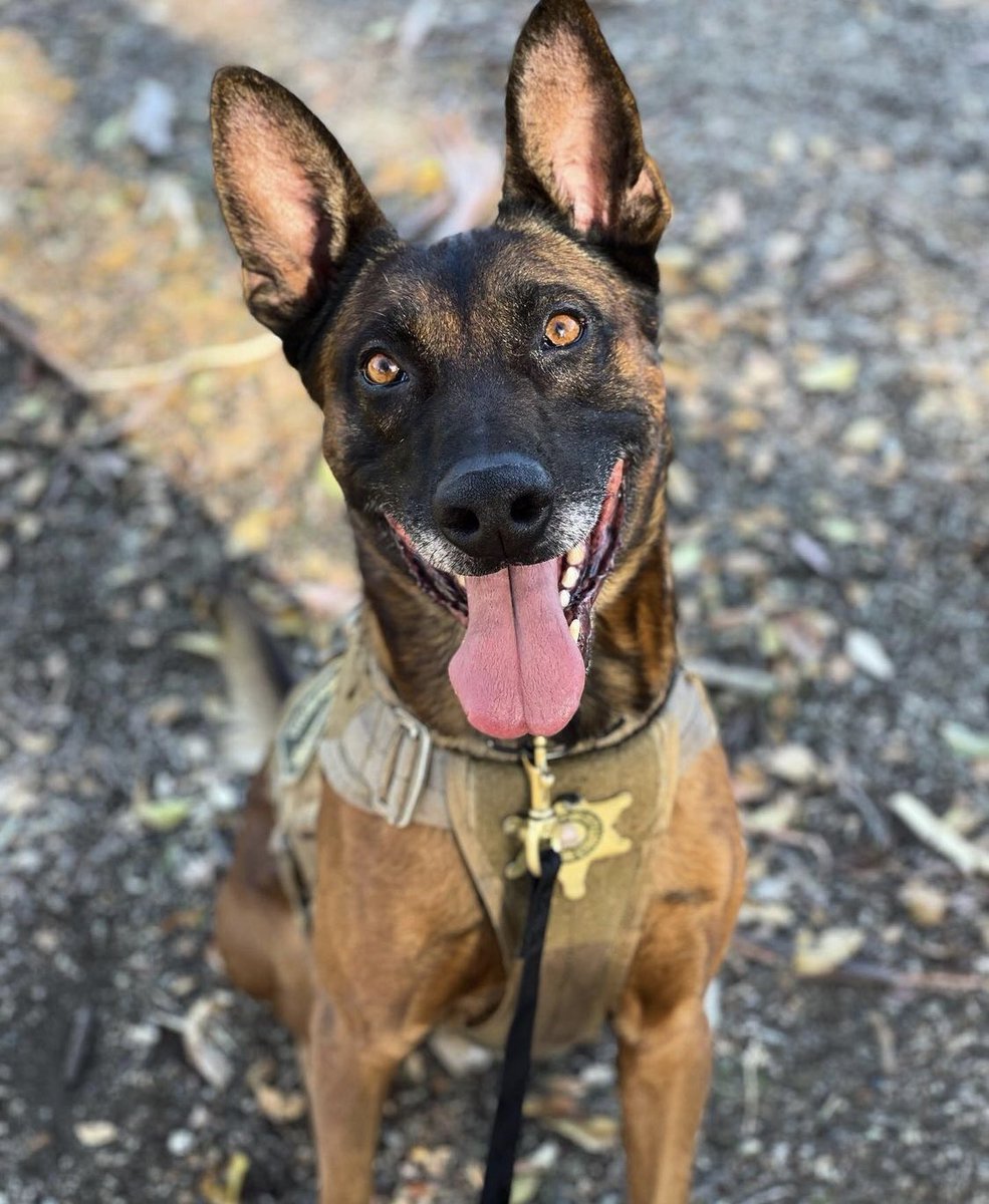 RSA1943's tweet photo. When you’re happy it’s training day. #k9 #LawEnforcement #riverside https://t.co/OCzCeRsXTH