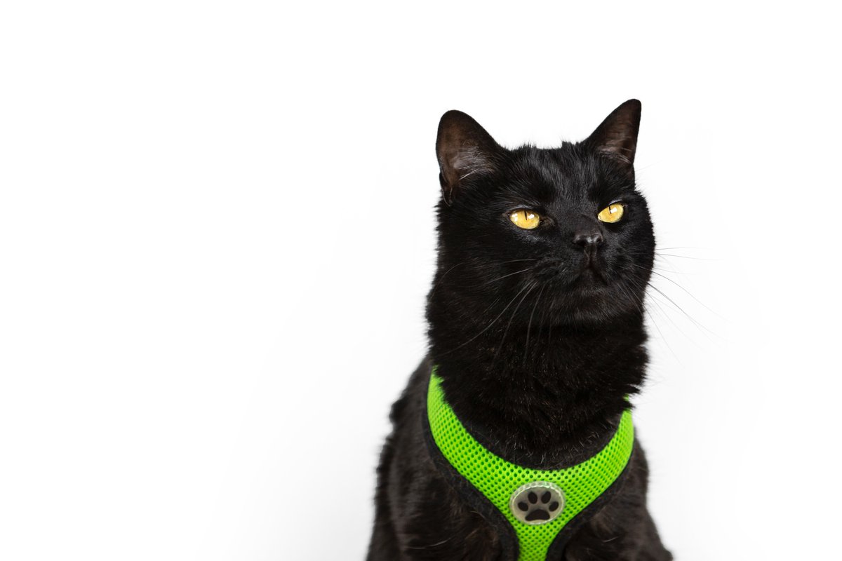 Some more studio photos of the black furry creature. Who else has a black furry creature?? Mine's name is Simon! 😃👍🏼 #studiophotography  #model #furrycreature #cat