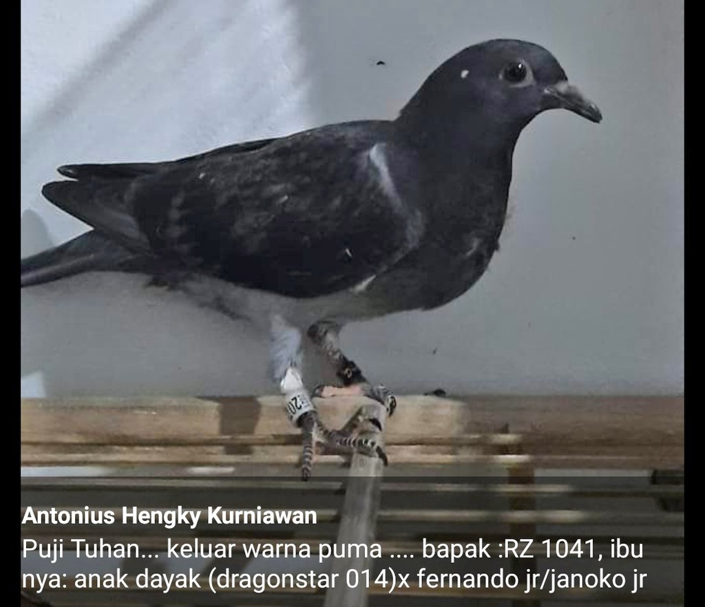 hend_kg's tweet photo. Name : hatake cucu Dayak
RP :
RK : Dragonstar 
Ij : RZ 1041 ( SL puma x tekkun )
Ib : anak Dayak ( Dragonstar 014 ) x Fernando jr/ Janoko jr ) https://t.co/3x6VCYbzmP