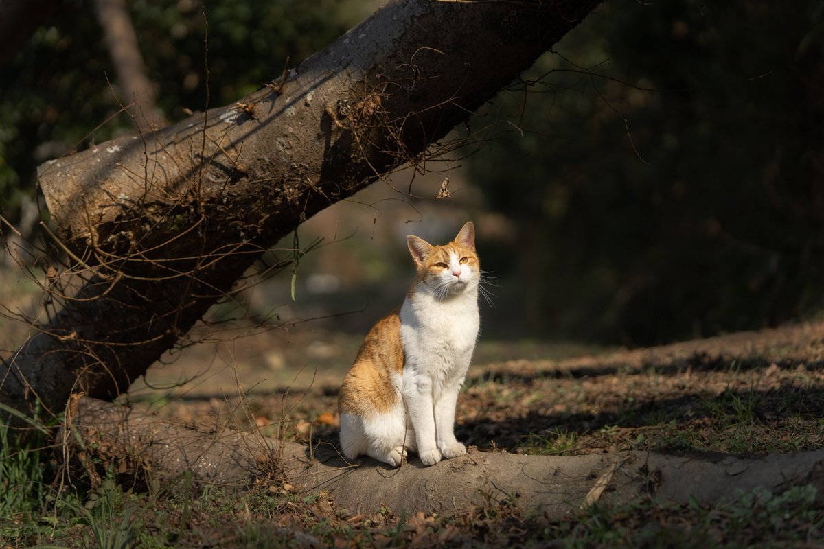sakuraquiet's tweet photo. 季節は巡るよ #cat #猫 #Sunbathingcat https://t.co/Y13z7tTiPG