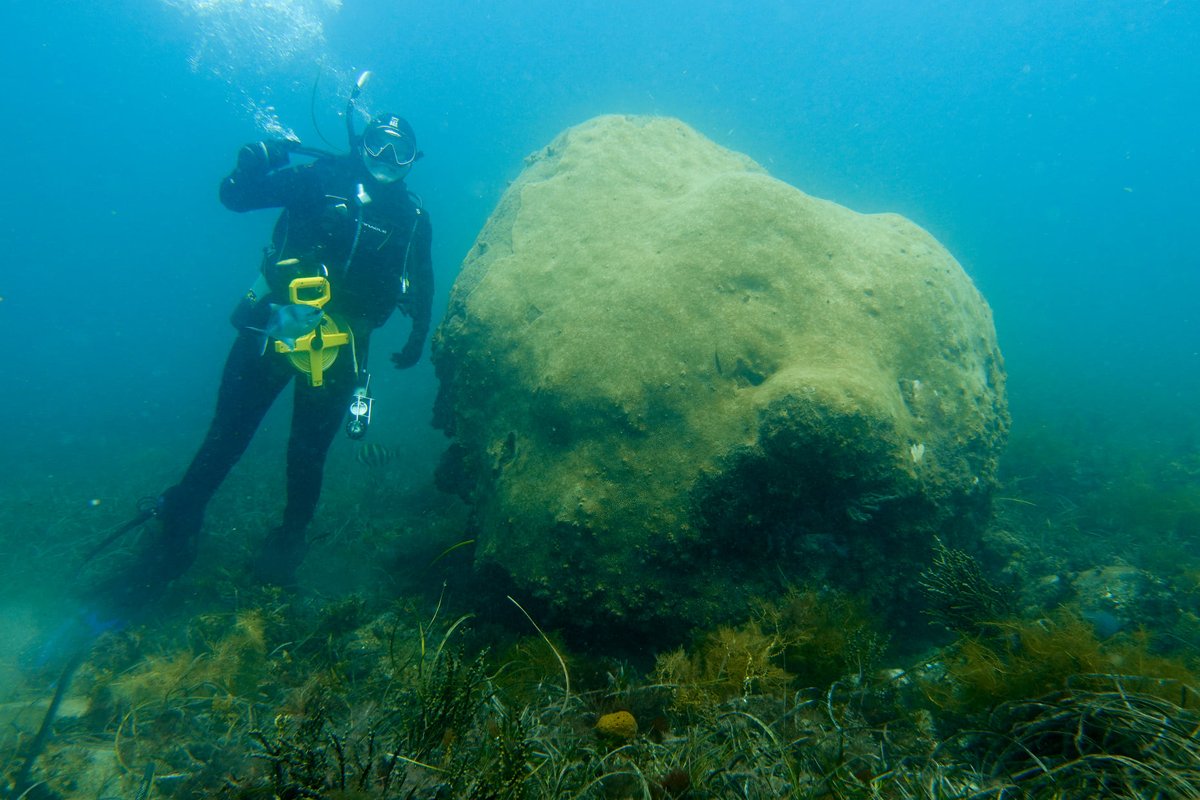 ausocean's tweet photo. Reminiscing about our beautiful dives in #SmithBay on the north coast of #KangarooIsland. Temperate corals, leafy sea dragons and luscious seagrass🌱💙
📸 @Trek_H https://t.co/3991qctNos