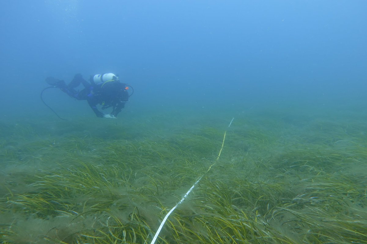 ausocean's tweet photo. Reminiscing about our beautiful dives in #SmithBay on the north coast of #KangarooIsland. Temperate corals, leafy sea dragons and luscious seagrass🌱💙
📸 @Trek_H https://t.co/3991qctNos