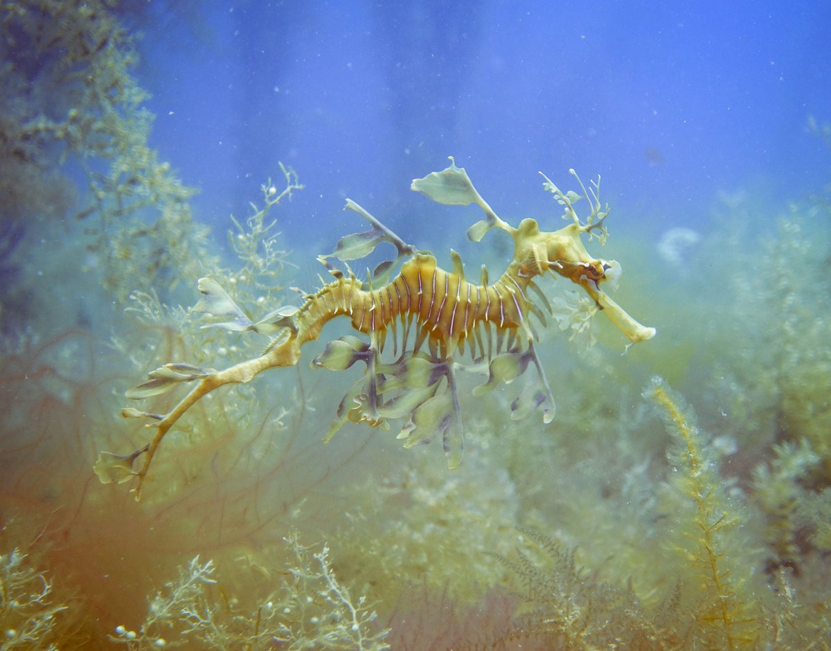 ausocean's tweet photo. Reminiscing about our beautiful dives in #SmithBay on the north coast of #KangarooIsland. Temperate corals, leafy sea dragons and luscious seagrass🌱💙
📸 @Trek_H https://t.co/3991qctNos
