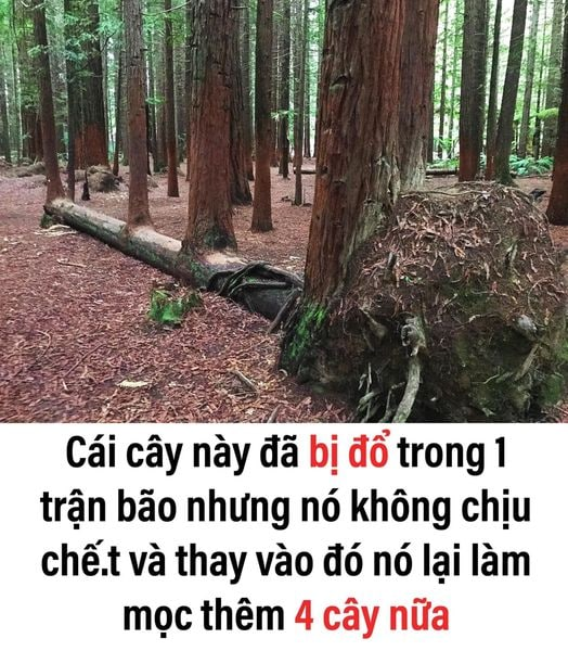 Ngã ở đâu gấp đôi ở đó