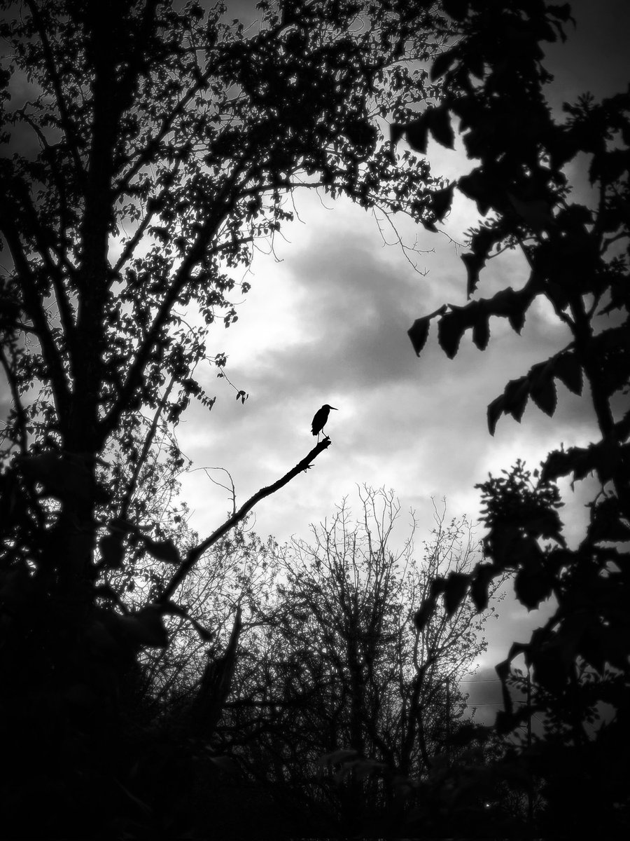 AdjustedPhoto's tweet photo. @BraydenCreation Samsung Note 10+ #GreatBlueHeron hanging out on a limb https://t.co/V4VzNZFsbG