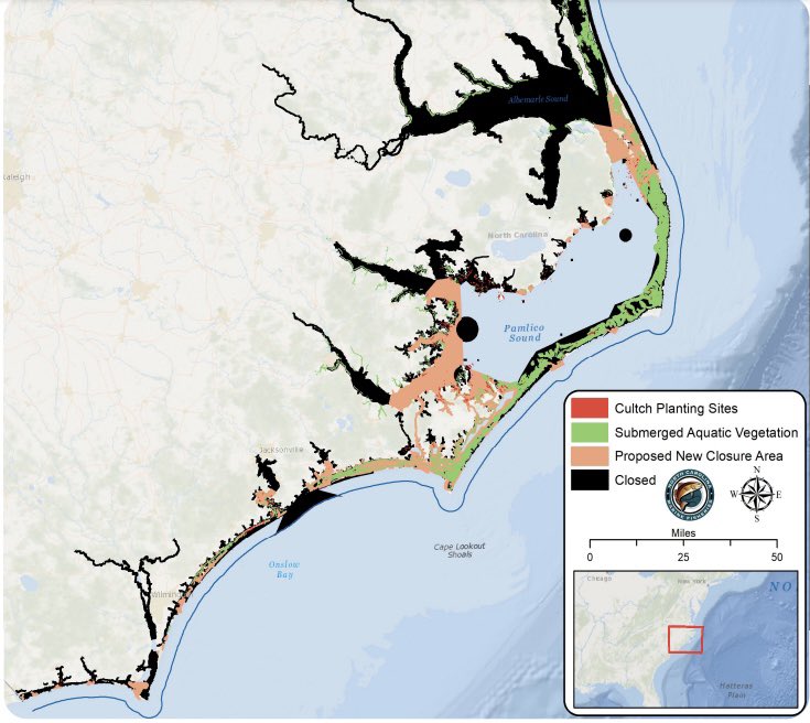 If you love shrimp, pay attention to this map. Your favorite roadside seafood stands and small-boat fishermen will be devasted by proposals that would close the 69,000 acres in pink to shrimp trawling. Black and green areas are already closed. nccatch.org/blogs/169