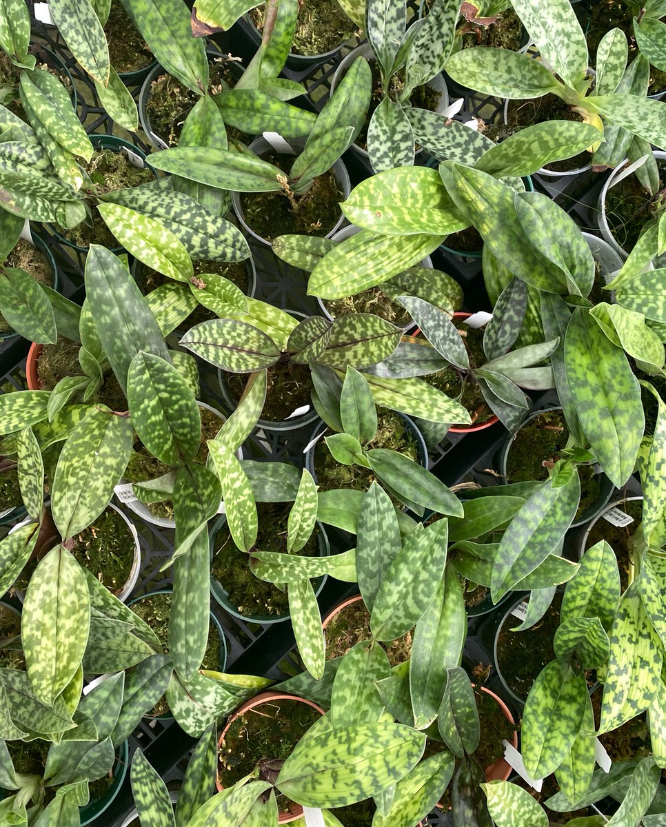 BetterGro's tweet photo. Even the foliage on these Paphiopedilums is beautiful without any flowers. 💚#bettergro #orchids #paphs #paphiopedilum https://t.co/0OvHILj3WG