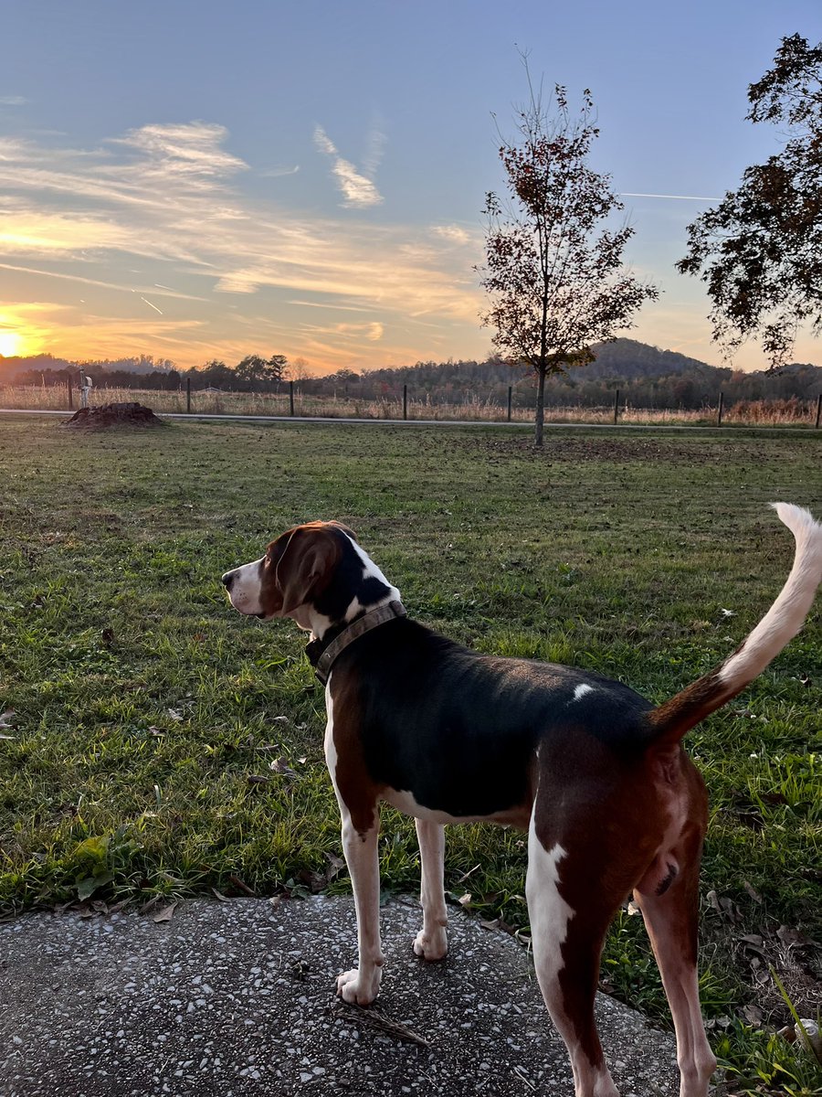 RyanCaitlyn's tweet photo. Sunset hound @spann https://t.co/rdr7p26mTw