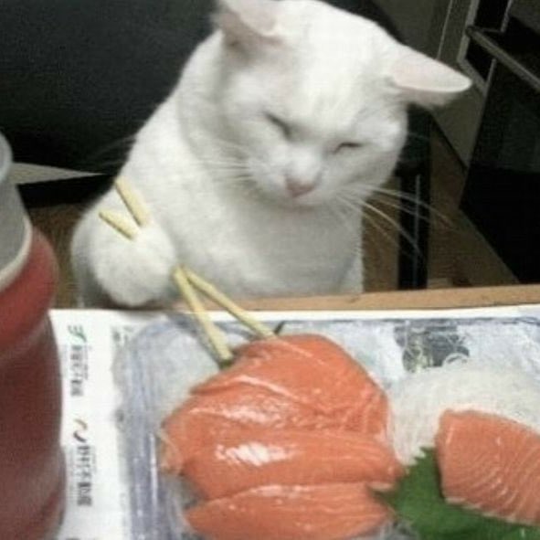 Obsessed with cats (@catssobsessed) on Twitter photo 