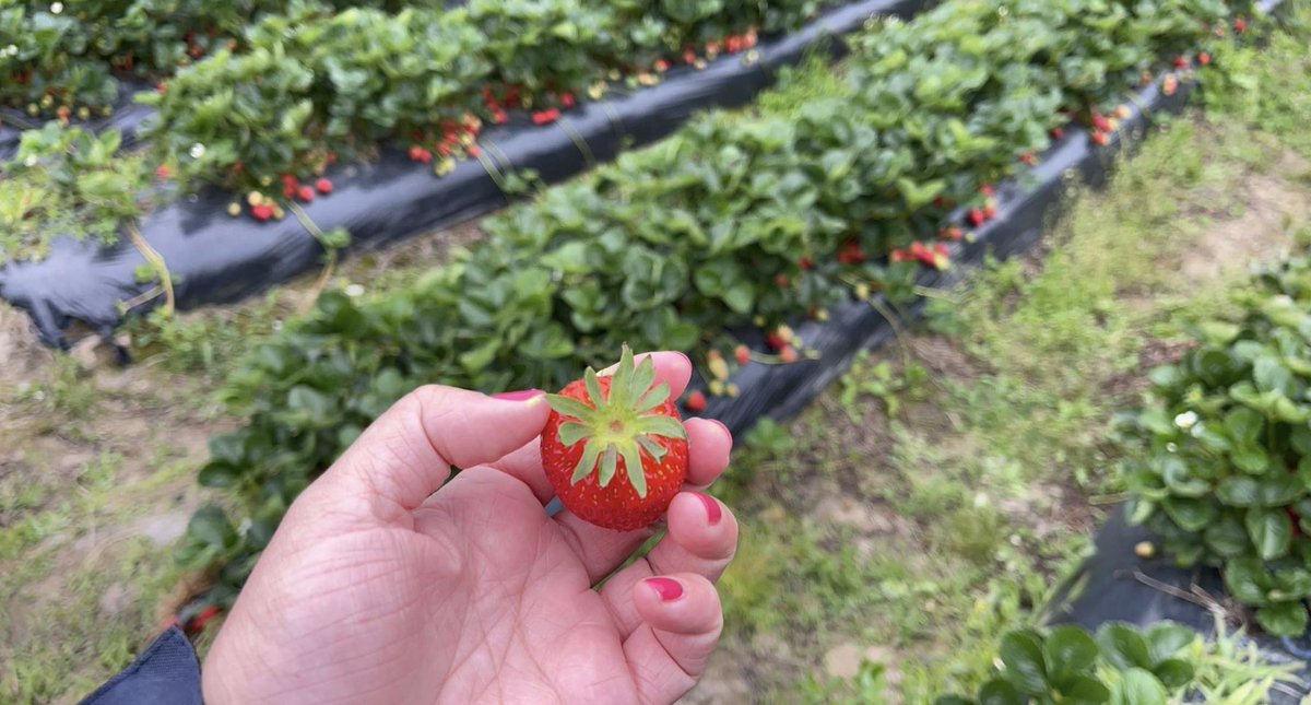 CodeeLeiblich's tweet photo. Not bad looking strawberries on a full Stoller Program 😍 ZM2, Sett Enhanced, Bio-Forge, Rootfeeed &amp; Foli-Zyme doing the job 🤤 @StollerAu #WeAreStoller https://t.co/LpdJIUgrr7