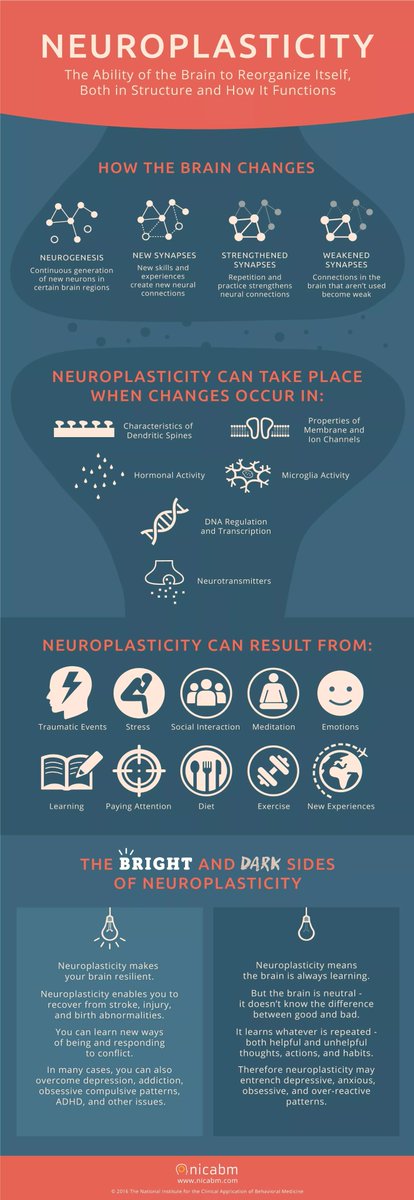 wlkinglife's tweet photo. Neuroplasticity https://t.co/17llmy0eN9
