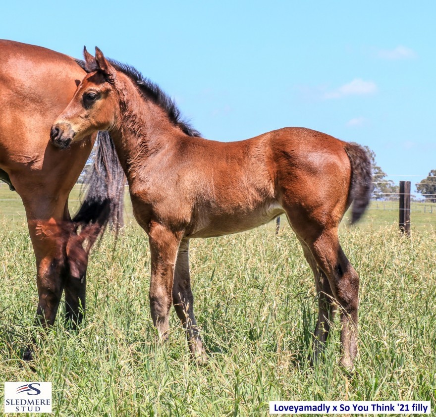 UnitedSynd's tweet photo. Very excited with our gorgeous @CoolmoreAus So You Think/Loveyamadly filly foal at 1 month old. Many thanks to Royston and his team @SledmereStud for another job well done!ππ #qualityfilly https://t.co/EzSDZF3lLR
