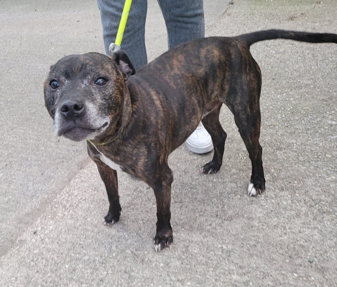 #Found in #Bradford #BD6 area. If you are the legal owner of this dog please call 01226 762391
Proof of ownership, council and kennel fees will be required. facebook.com/Bradford-Lost-… #FoundDog #dogs #dogsoftwitter