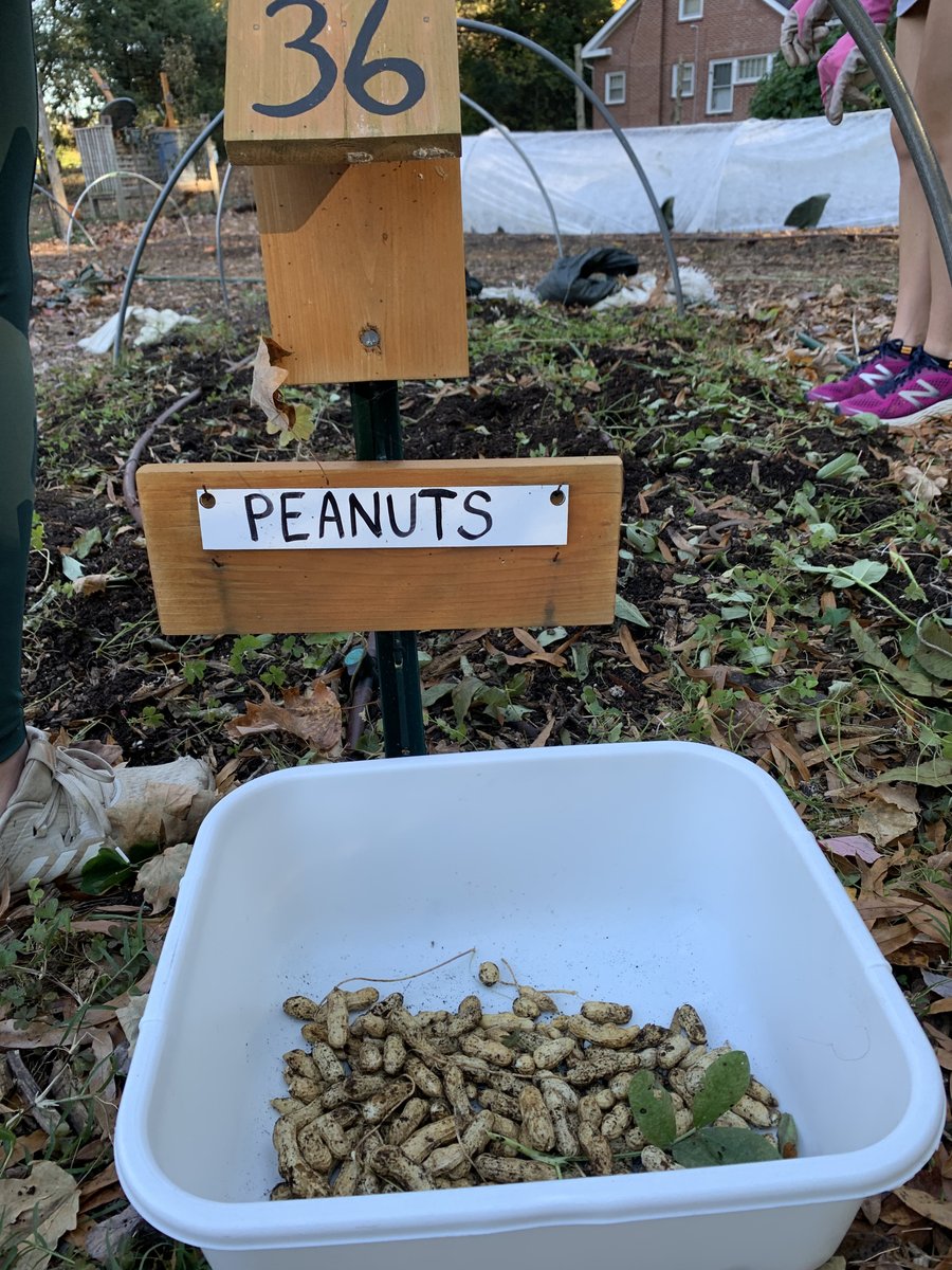 Our volunteers finally harvested our peanuts today after 130 days! The peanut plant is unusual because of its long growing cycle and the way it flowers above the ground, but fruits below it