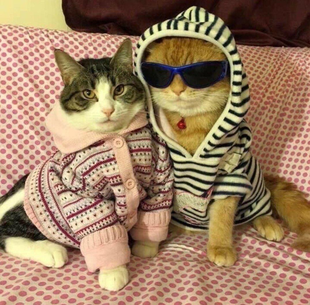 Два смешных кота
