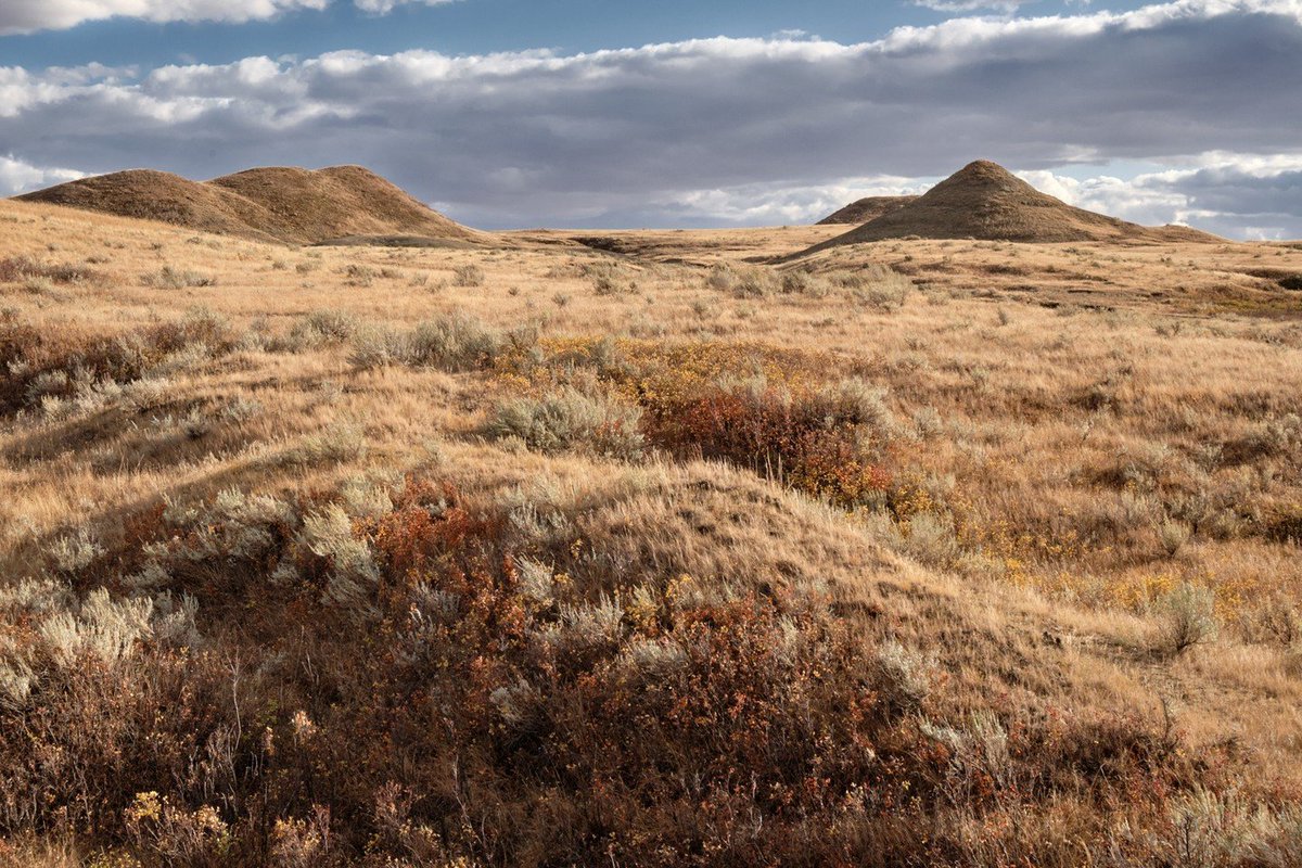 To many, the Canadian prairies are viewed as endless fields of grain, but few have seen the native mixed-grass prairie as only a small portion of this ecosystem remains. 📍 Grasslands National Park 📷 instagram.com/this.is.andrea… #ExploreSask #ParksCanada #ExploreCanada