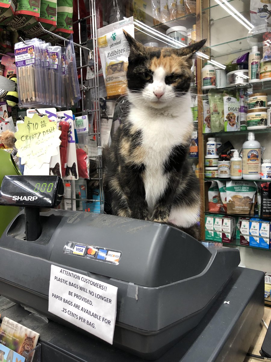 cats with jobs 🛠 (@catworkers) on Twitter photo 