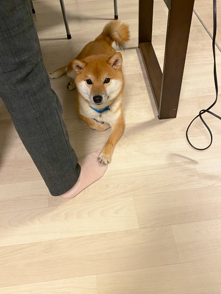 shibainukojirou's tweet photo. ママの足を温めるこっちゃん🥰🐾 https://t.co/ltrBAKcFDB