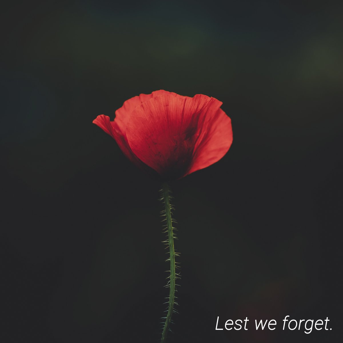 Our thoughts today are on remembrance day and all those fallen soldiers who made the ultimate sacrifice.

Lest we forget.