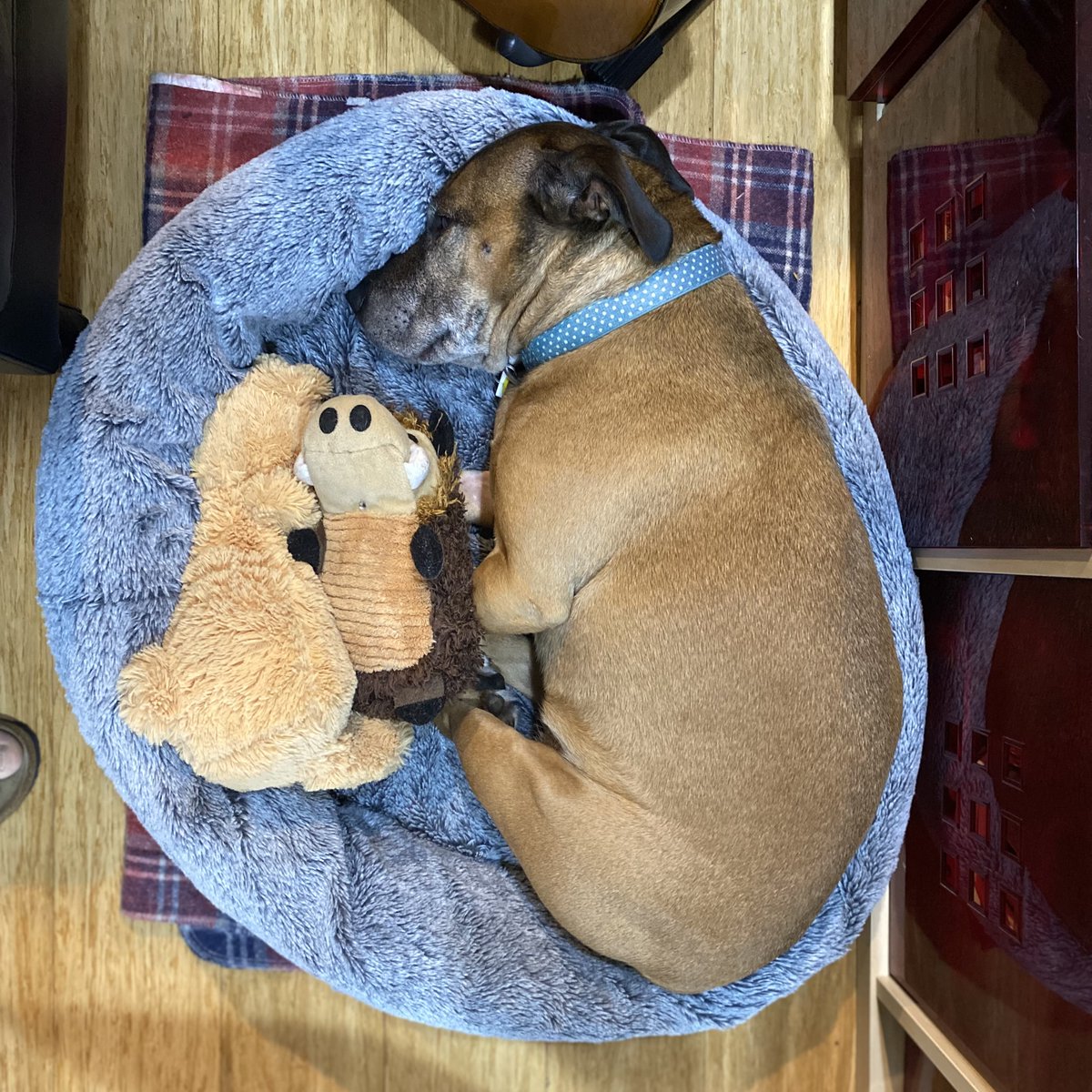 13tales's tweet photo. My dog is a potato. https://t.co/Ttg6903WsK