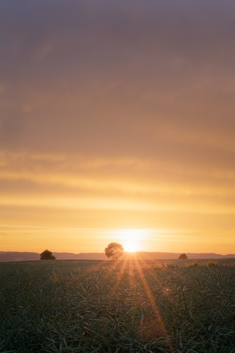 JesperKrogh13's tweet photo. Summer sunset🌄
#summer #sunset https://t.co/jGpFlLSh3S