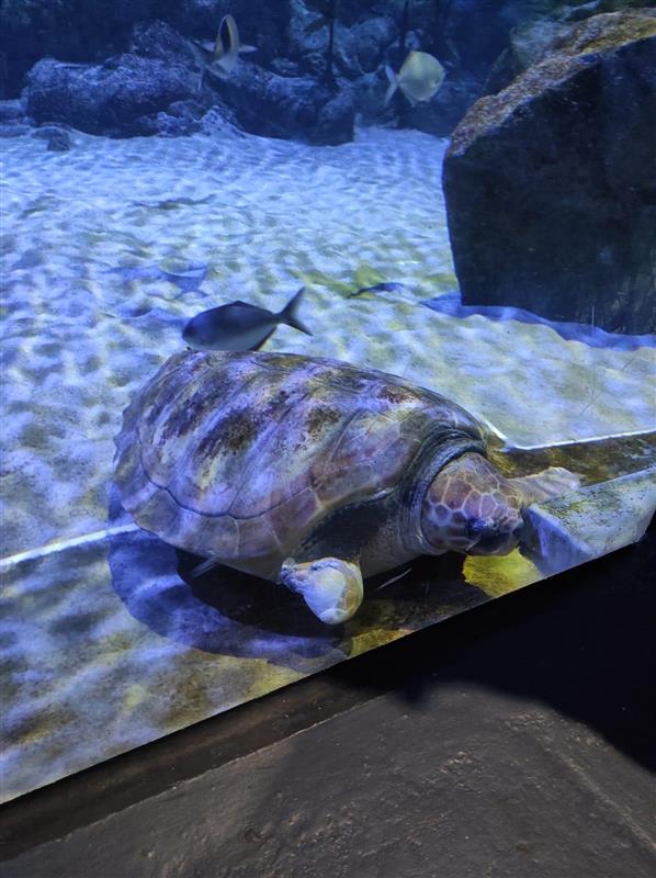 C_Thoma_PhD's tweet photo. Hello @Lorenz0Garcia and @AUTBioDesign, Abby the #turtle at @Kelly_Tarltons needs your prosthetic fin technology. Maybe between you, KT's and the wonderful vets at @aucklandzoo you can help Abby. #conservation #wildlife #sealife #helpAbby https://t.co/i5UdzK7XJt