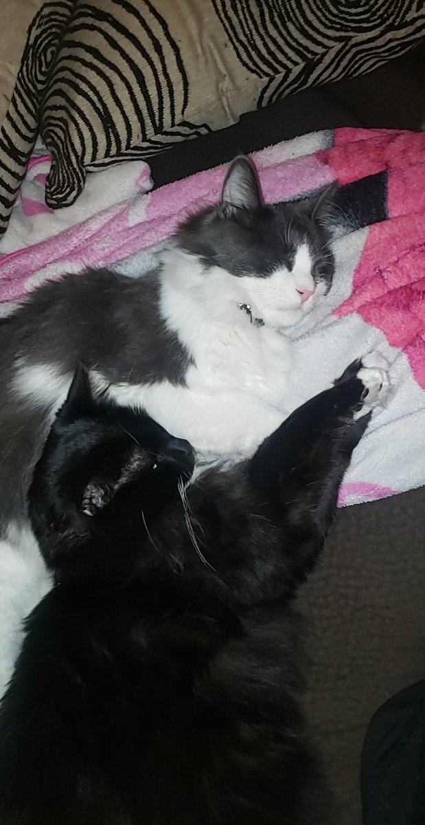 DispatchDisBish's tweet image. My heart. 🐾