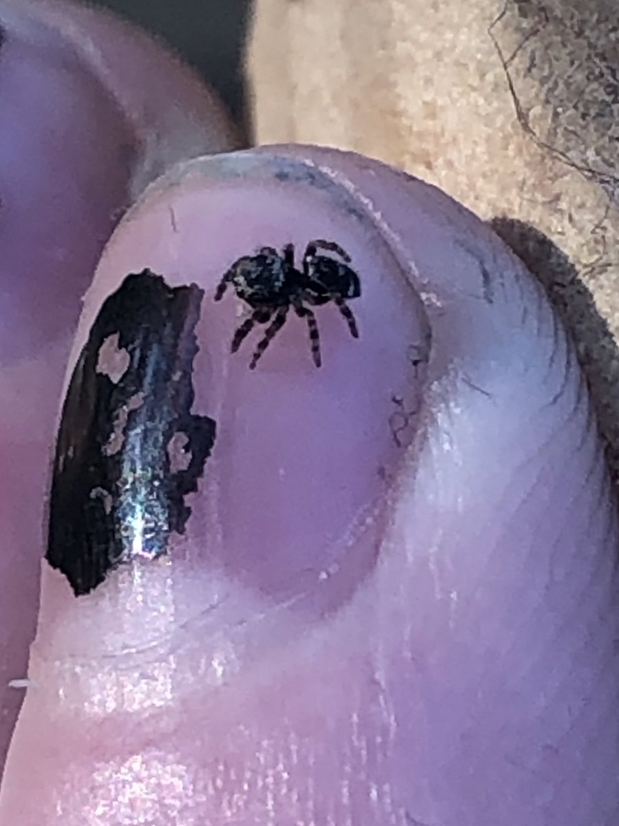 Spiders are the best… also ignore my crusty ass fingers